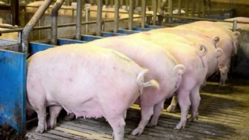 El porcino, el sector ganadero que más incrementó su producción en 2018