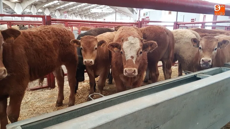 Mejora la asistencia de ganado al mercado con precios al alza para los terneros