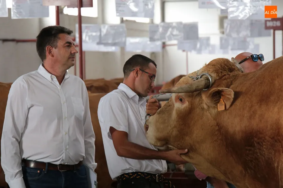 La gran cita ganadera de Salamanca, del 5 al 9 de septiembre