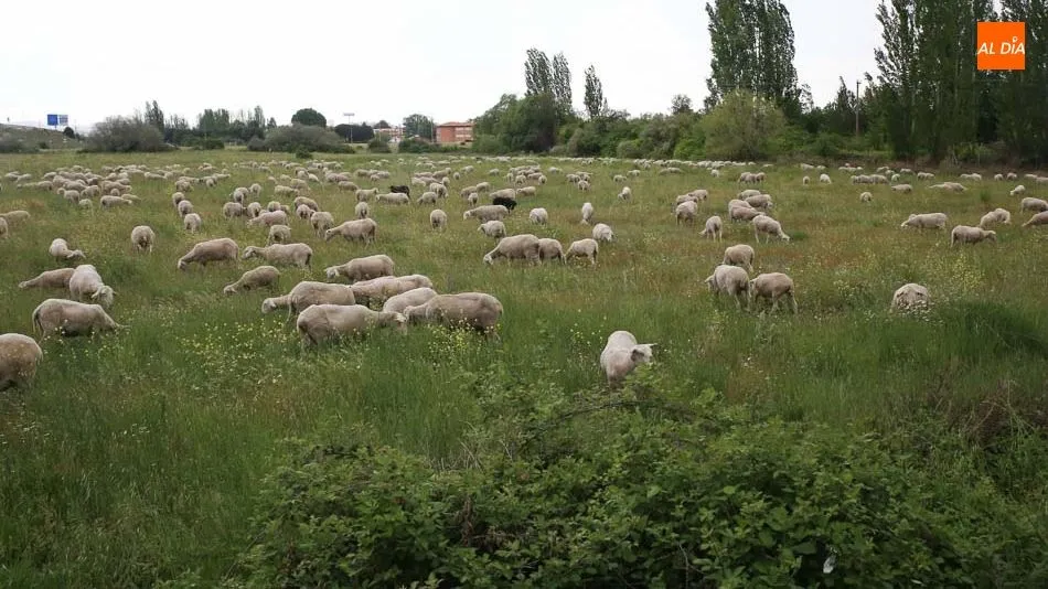 Castilla y León, una de las comunidades libre de la enfermedad. Foto: Alberto Martín