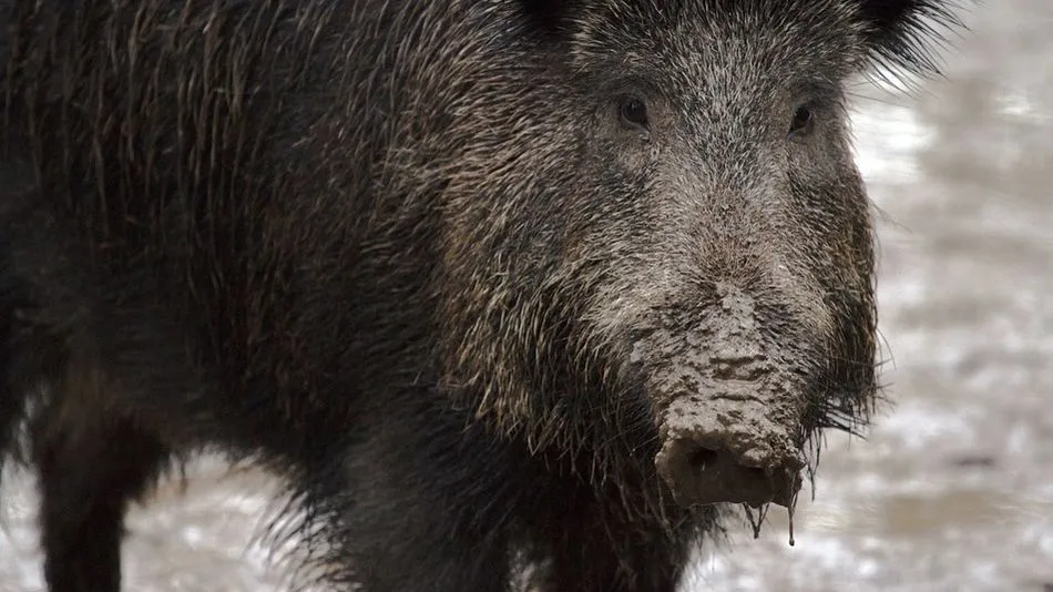 A pesar de sus sorprendentes heridas, el regidor se encuentra recuperándose actualmente en su domicilio
