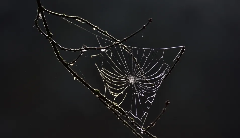 Fragilidad de la belleza