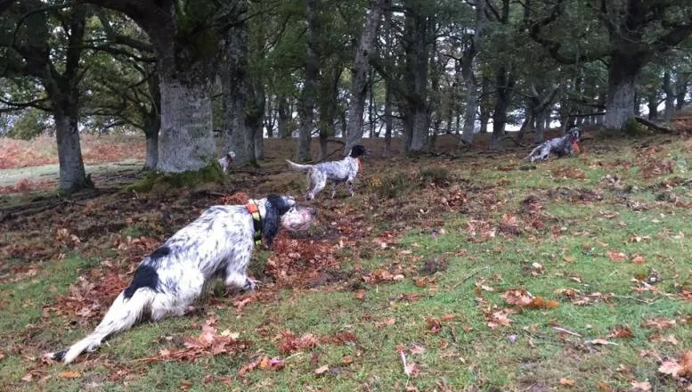 En las especialidades de  especialidades de caza menor con perro, caza San Huberto y perros de caza