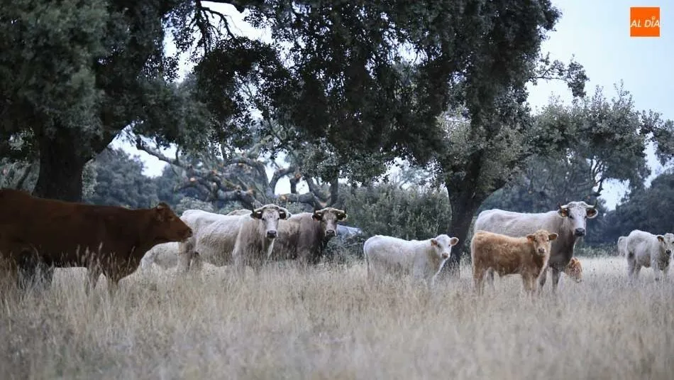 ASAJA destaca la importancia del sector ganadero en Castilla y León