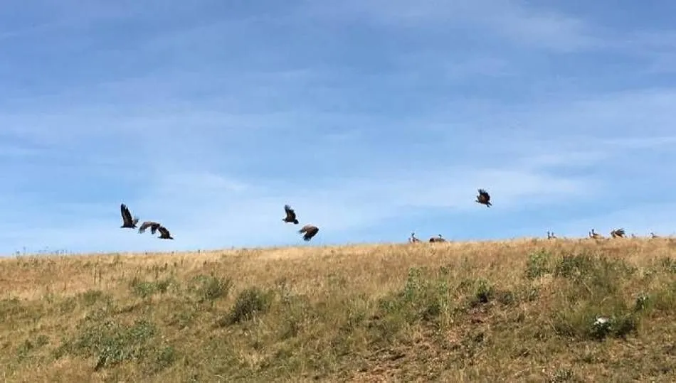 Las carroñeras matan una vaca recién parida