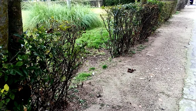 IU Tierra de Peñaranda solicita al equipo de Gobierno mayores sanciones y control para los dueños de mascotas que no cumplan con sus obligaciones