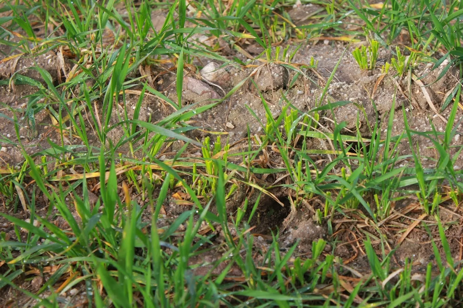 La estrategia que se aplicará será compatible y respetuosa con la conservación de los distintos ecosistemas