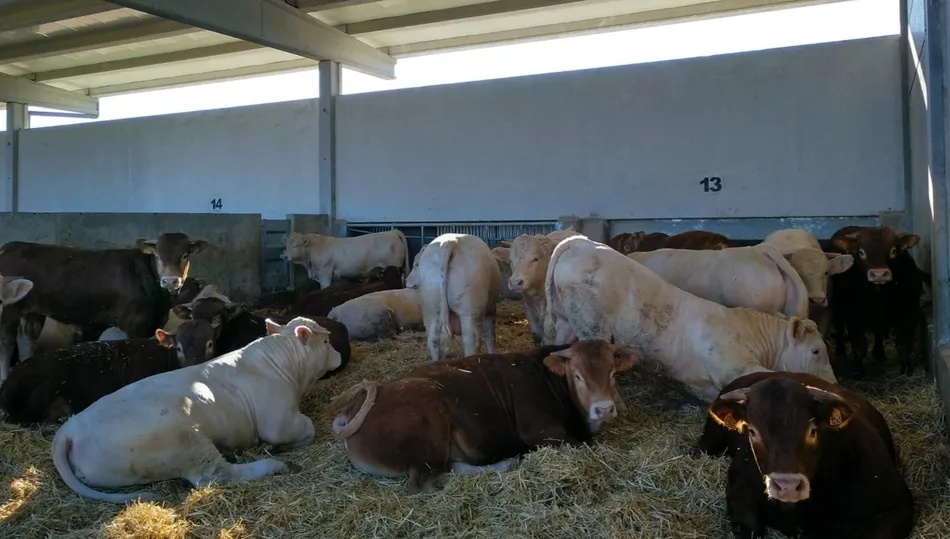 Dehesa Gran demuestra su compromiso con el bienestar animal, la calidad de sus productos y la garantía del consumidor