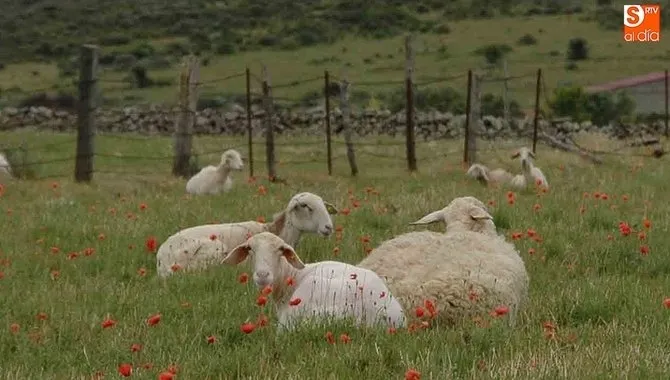 La multinacional china Yeeper compra leche de oveja en Castillay León
