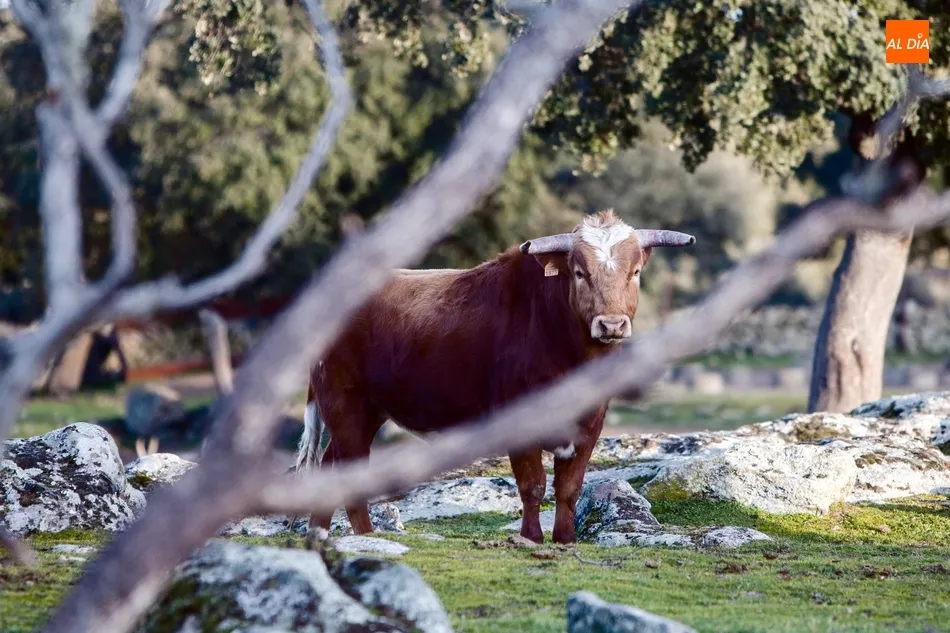 Al encaste Vega Villar, Valrubio sumaba hace seis años la sangre de la ganadería de José Miguel Arroyo ‘Joselito’ con la vista puesta en nuevos horizontes / REP.GRÁFICO: PABLO ANGULAR