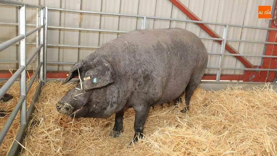 Gestionar correctamente los purines supone un ahorro de costes en fertilización