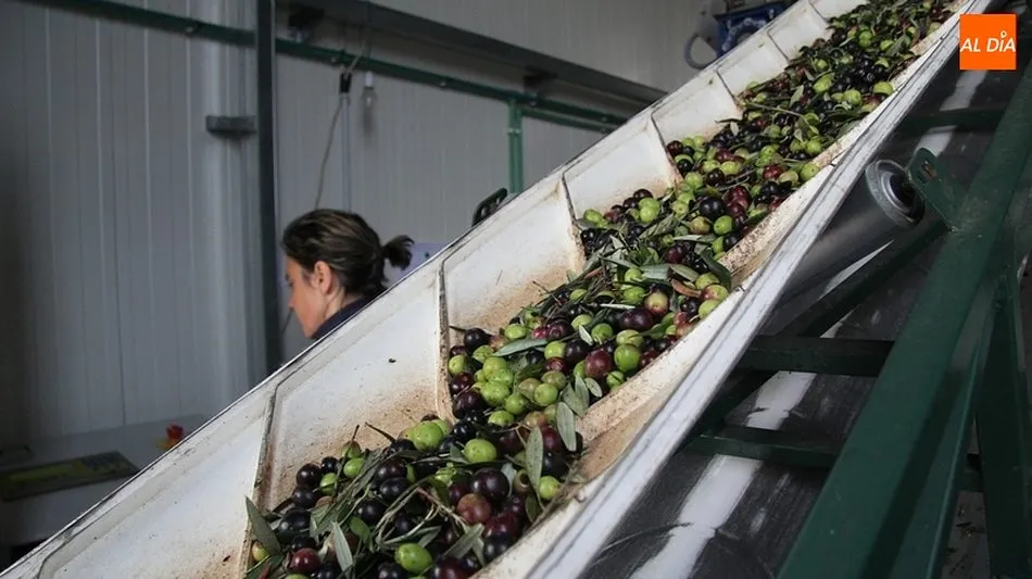 Aceiteros del Águeda fue pionera en la producción ecológica de aceite de oliva en Castilla y León