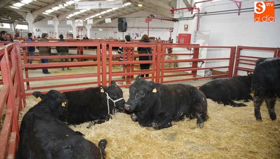 Ejemplares que participaron en la pasada edición