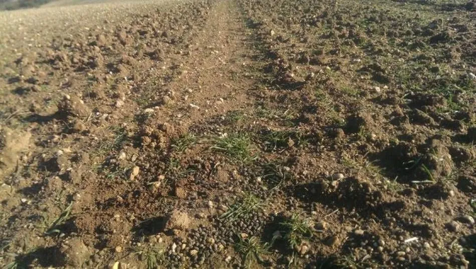 El vallado evitará que los conejos campen por las vías férreas