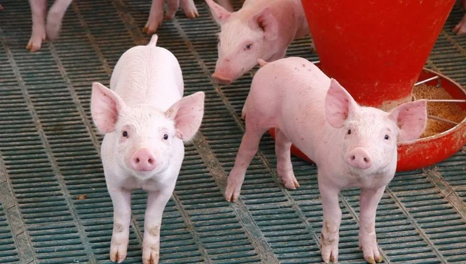 La OPA considera que la regulación evitaría el problema que surge en relación a las ventas y cobros de los ganaderos. Foto: UPA