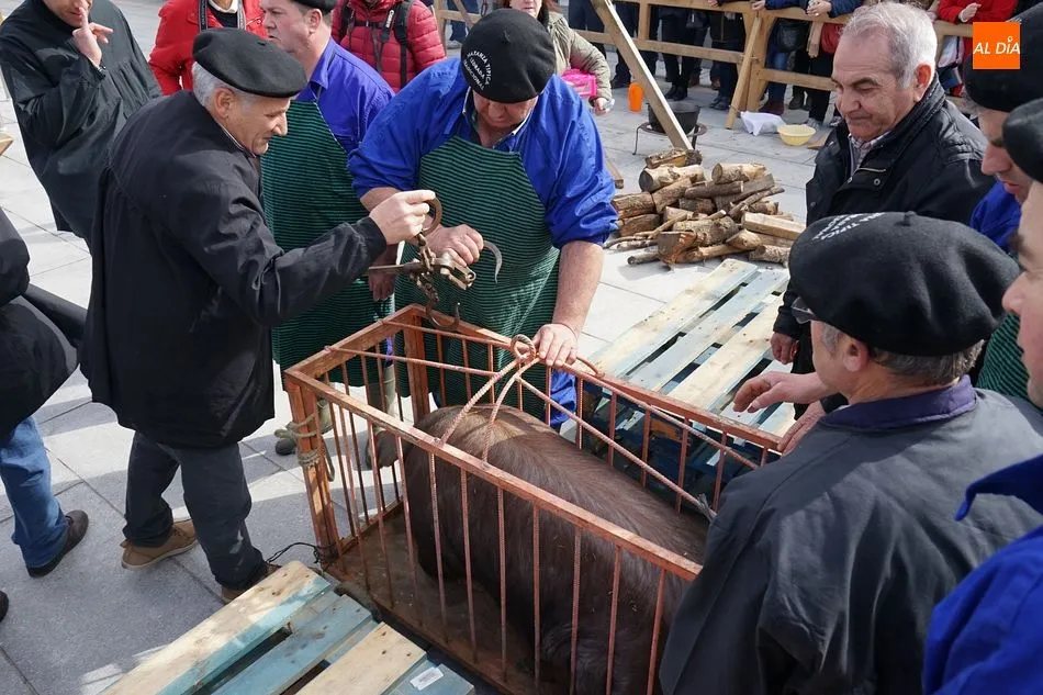 El pesaje del cerdo es uno de los momentos más atractivos para el público