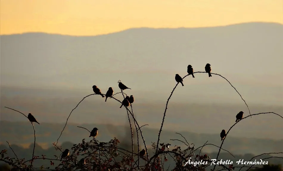 Delicadeza del mundo
