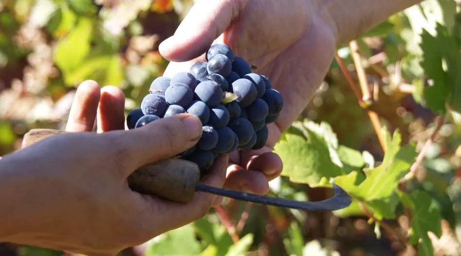La jornada servirá para presentar la Ruta del Vino Sierra de Francia