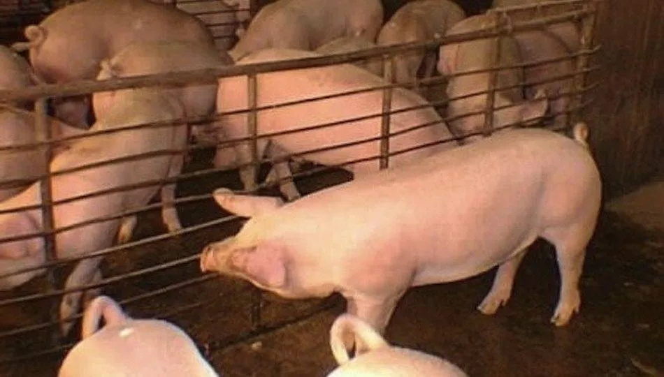 La supresión de aranceles facilitará la entrada de carne de cerdo y derivados en el país nipón