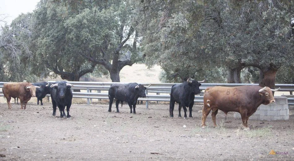 Reses de Garcigrande que se lidiaron en La Glorieta el pasado mes de septiembre | FOTO: PABLO ANGULAR