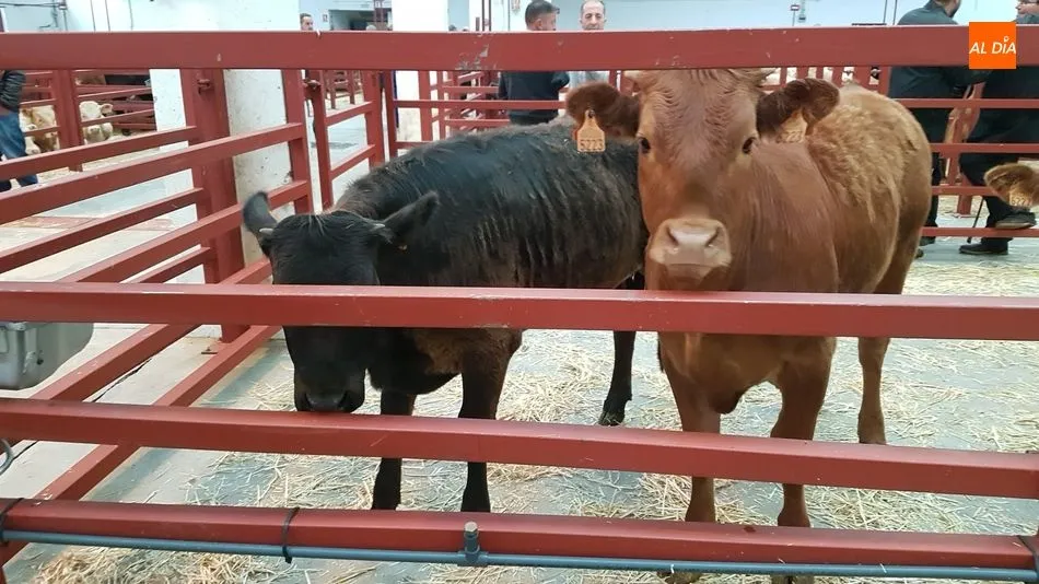 El mercado ha rondado este lunes las 2.000 cabezas