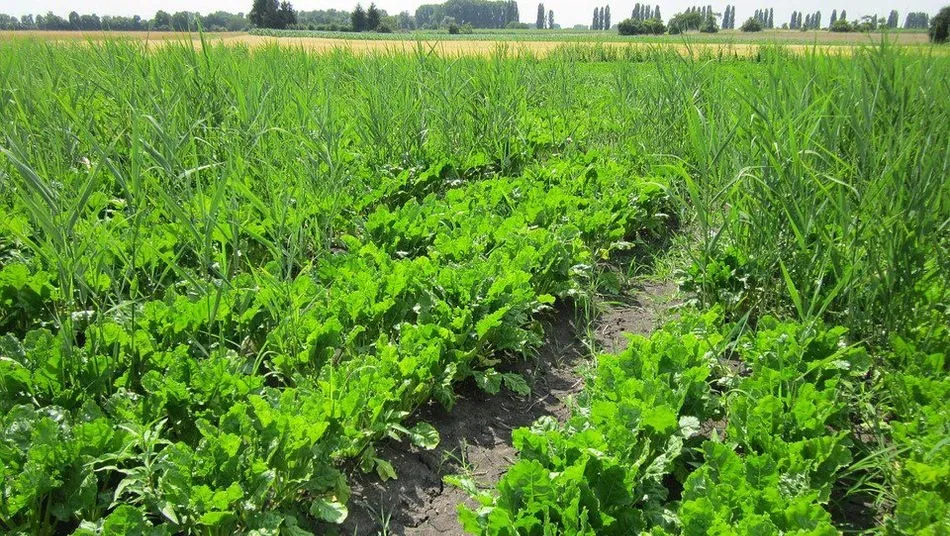 El convenio firmado entre la Consejería de Agricultura y las comunidades de regantes permitirá ahorrar costes a los agricultores