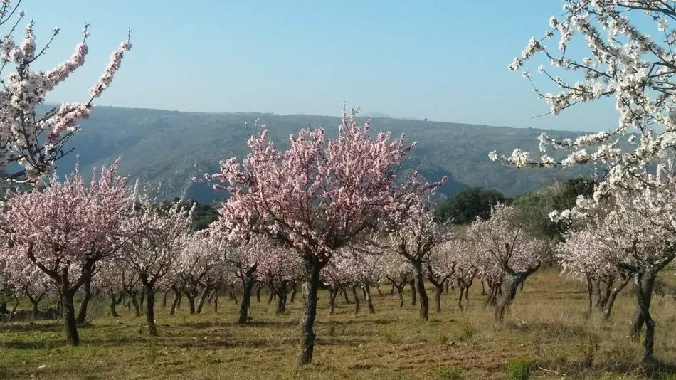 Almendros en flor en La Fregeneda