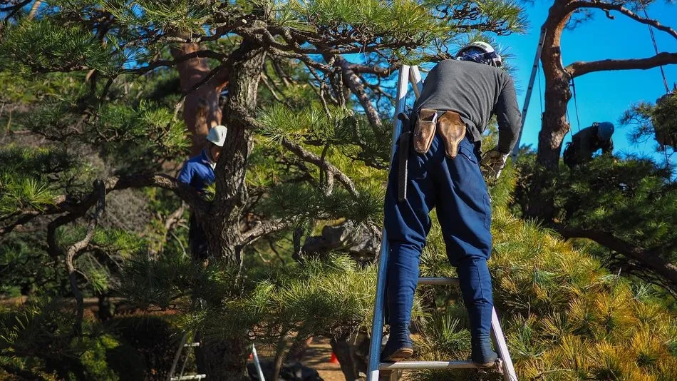 Ganemos apuesta por la conservación de los montes y la creación de empleo forestal