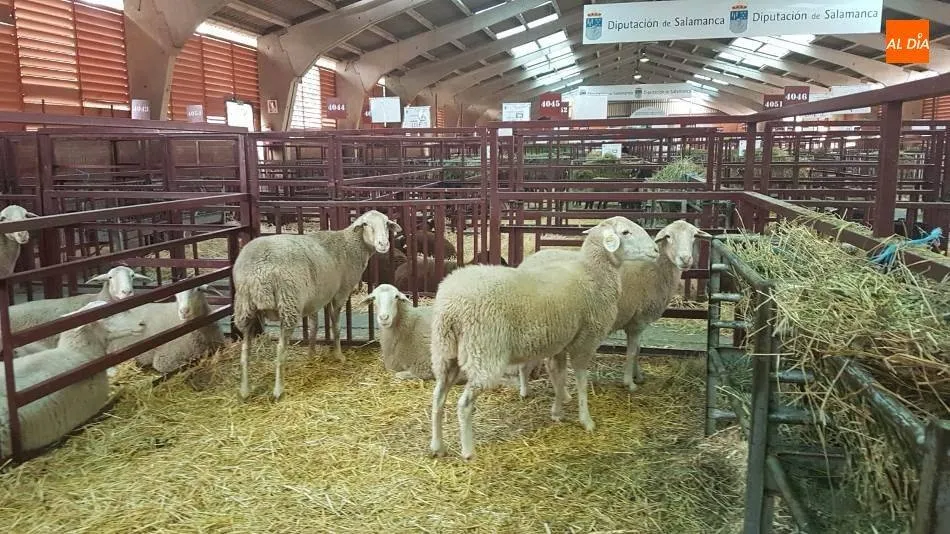Dos comarcas salmantinas siguen como zonas restringidas por la lengua azul
