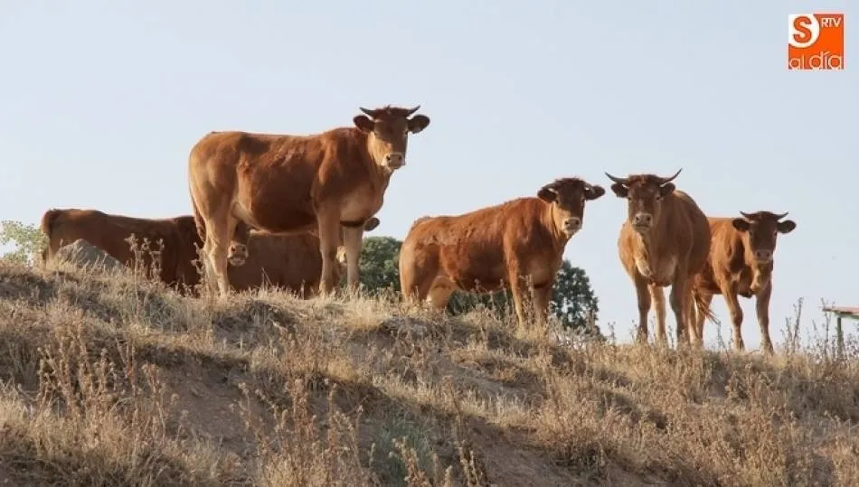 Los ganaderos no ven rebajados los altos costes del pienso compuesto cuando siguen a la baja las materias primas