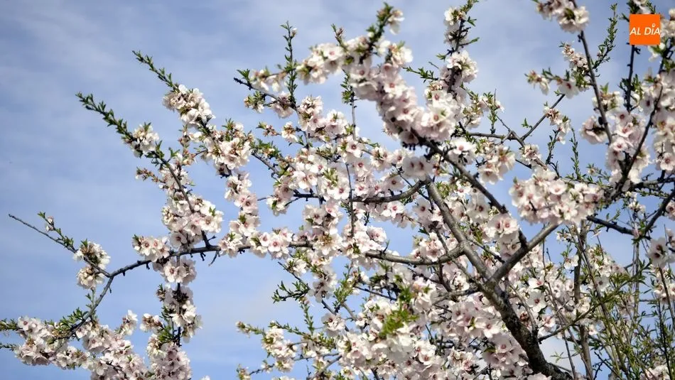 Los almendros en flor son los protagonistas de la Fiesta de La Fregeneda