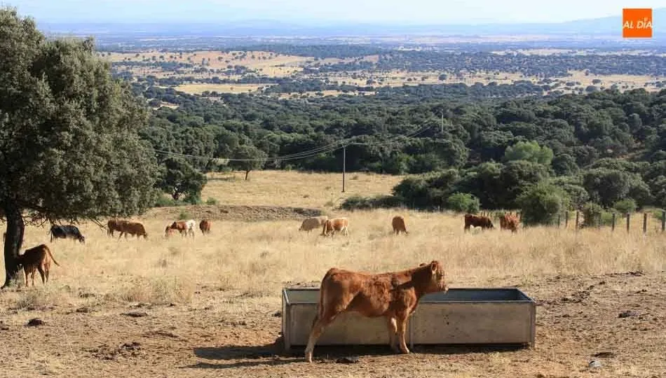 Casi una de cada dos cabezas de vacuno de la Comunidad se encuentra en esta provincia