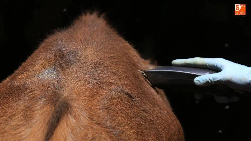 España tiene, desde mayo de 2016, la consideración de país con riesgo insignificante de la enfermedad de las vacas locas