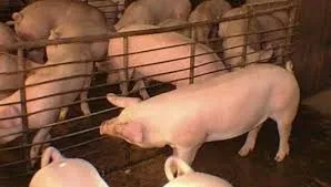 Buen año para el sector, con incremento de exportaciones