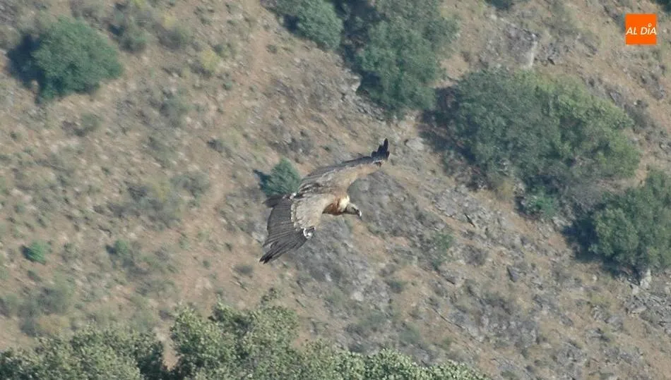 Empresas de Arribes se unen en el programa Menús Rupis para la conservación de la naturaleza y...