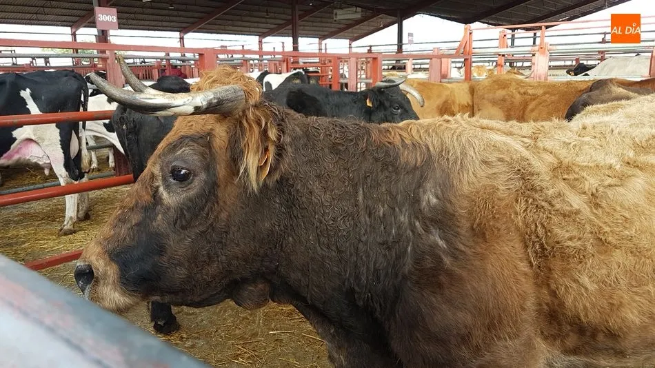 Vuelve a bajar la presencia de ganado en el recinto