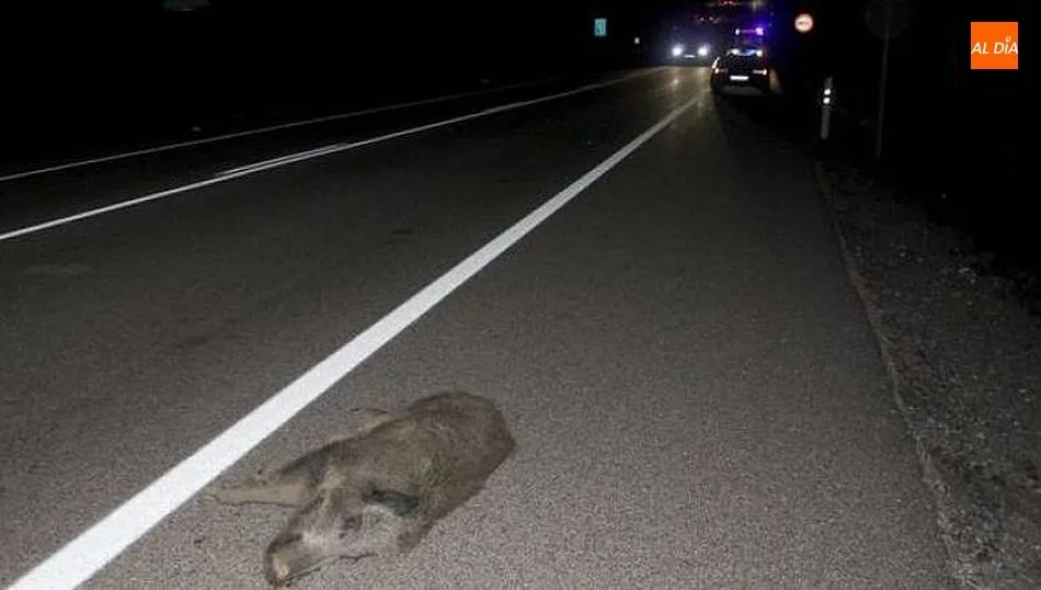 La proliferación de fauna salvaje tiene como consecuencia el aumento de accidentes en las carreteras / CORRAL