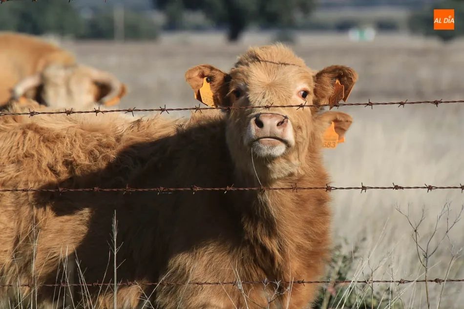 La OPA destaca la importancia del sector ganadero en la Comunidad