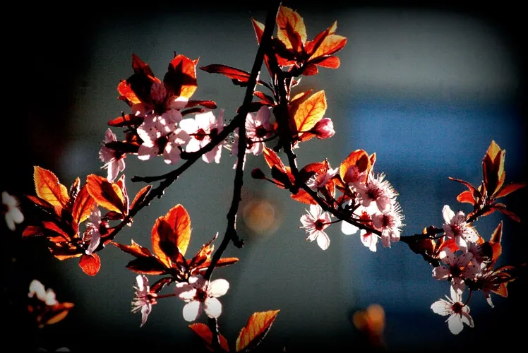 Poética de la lluvia en primavera