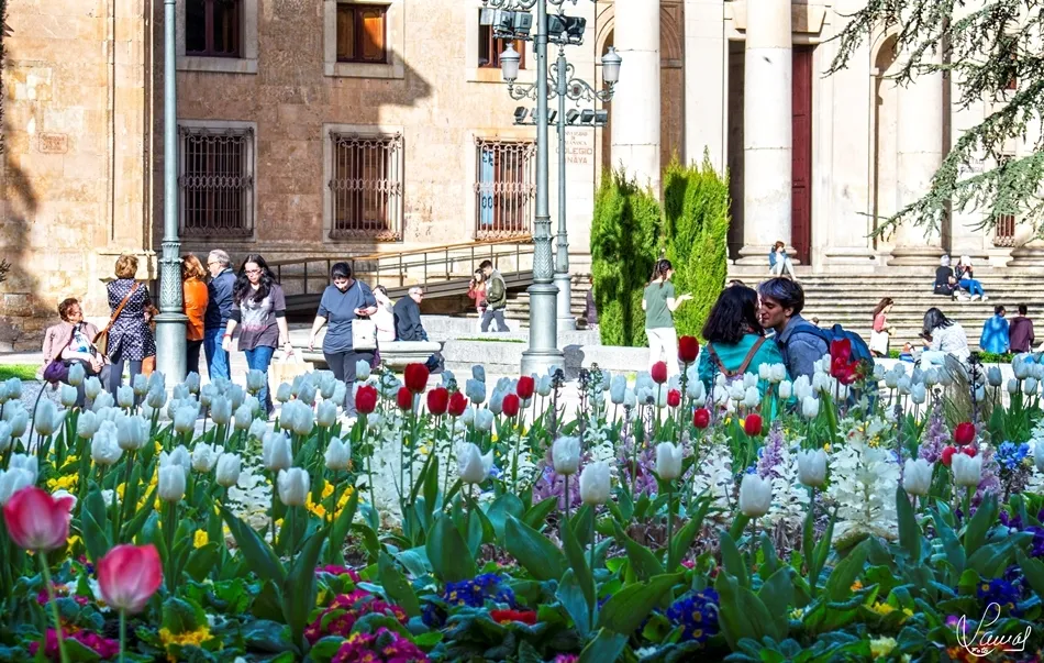 Amor entre las flores
