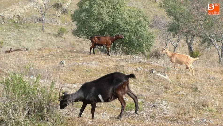 Este programa sanitario incluye el diagnóstico molecular con nuevas herramientas para detectar enfermedades