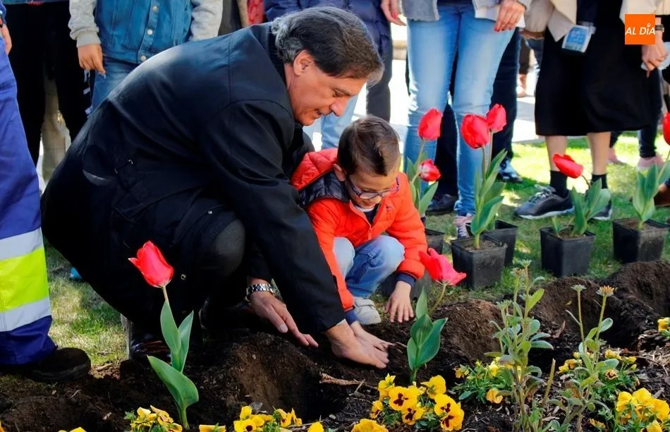El alcalde de Salamanca, Carlos García Carbayo, en esta plantación de tulipanes en el paseo de Carmelitas. Foto de Elena López