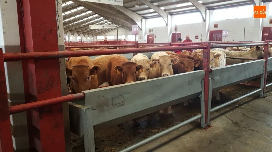 El mercado ha superado las 2.100 cabezas