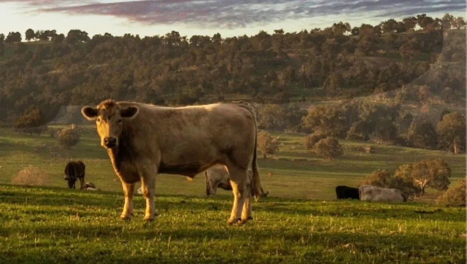 La Jornada surge con el principal objetivo de informar y poner de manifiesto la importancia y beneficios de la actividad ganadera