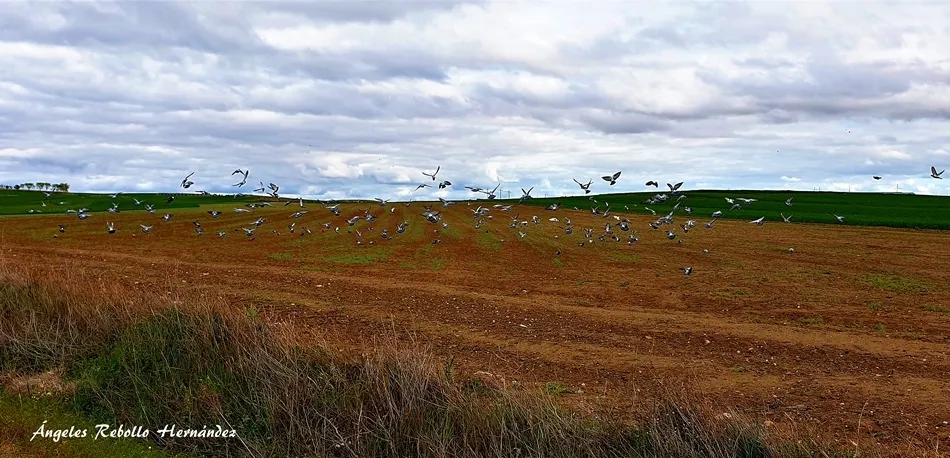 La Castilla esencial