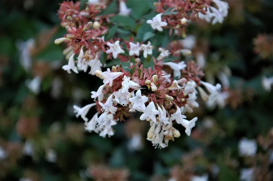 La mordedura de la mariposa  