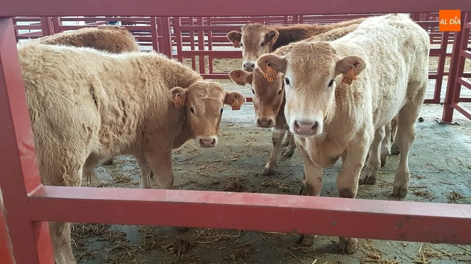 Mínima asistencia de ganado tras la Semana Santa y vísperas de festivo en Castilla y León
