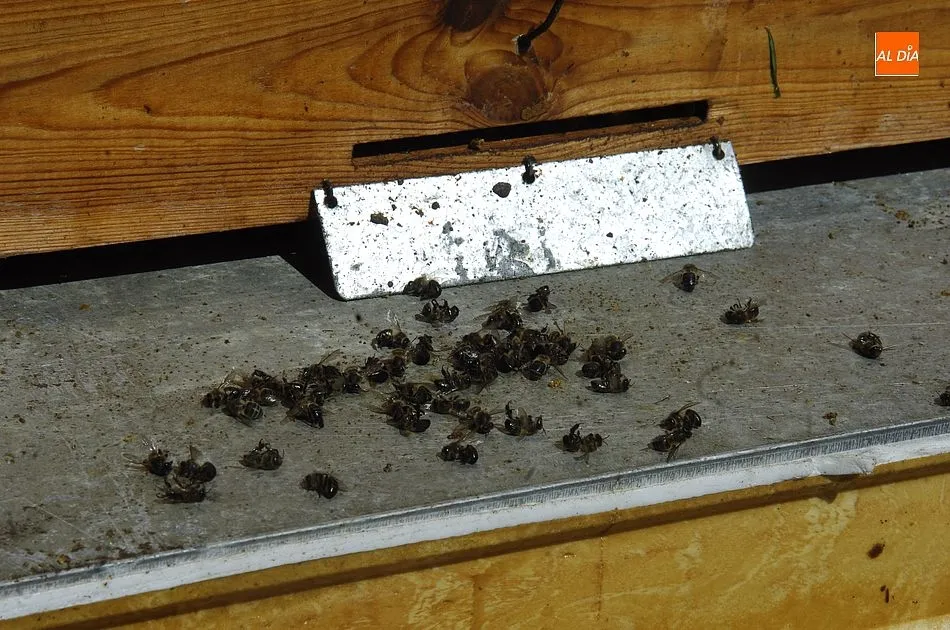 Abejas muertas de colmenas situadas en la zona de Terralba, en Ciudad Rodrigo. Fotos: Adrián M.Pastor