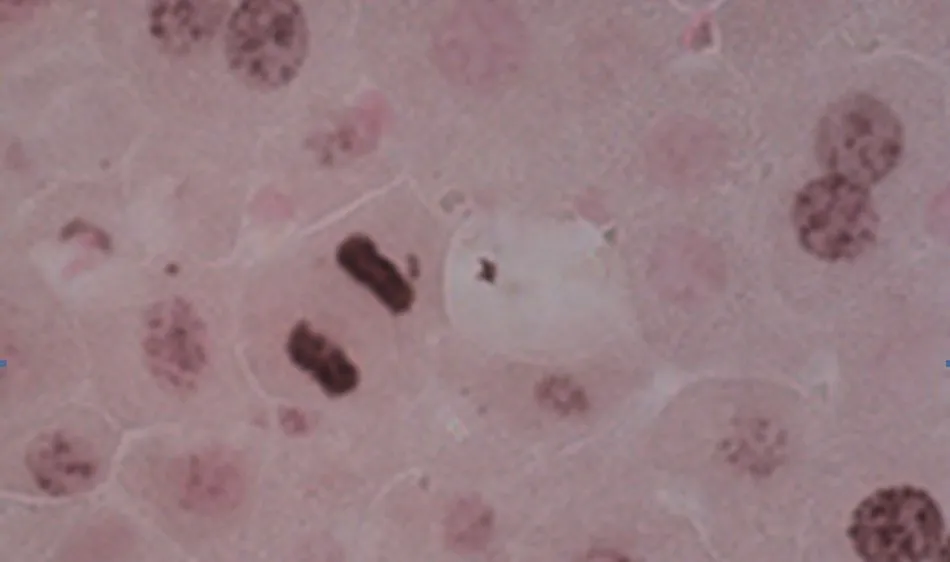 Hepatocitos durante el proceso de la división celular