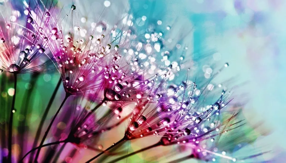 Festejar cada día, conmemorarlo, beber la copa de cava que ofrecen las flores, sus colores, su alegría...